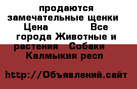 продаются замечательные щенки › Цена ­ 10 000 - Все города Животные и растения » Собаки   . Калмыкия респ.